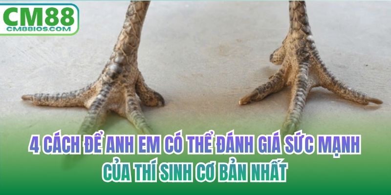 4 cách để anh em có thể đánh giá sức mạnh của thí sinh cơ bản nhất