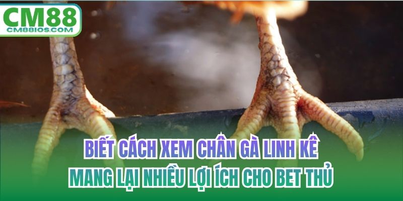 Biết cách xem chân gà linh kê mang lại nhiều lợi ích cho bet thủ