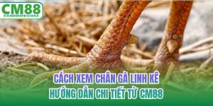 cách xem chân gà linh kê