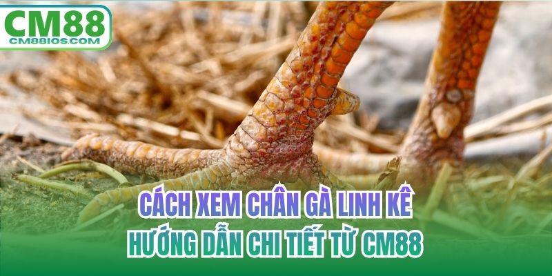 cách xem chân gà linh kê