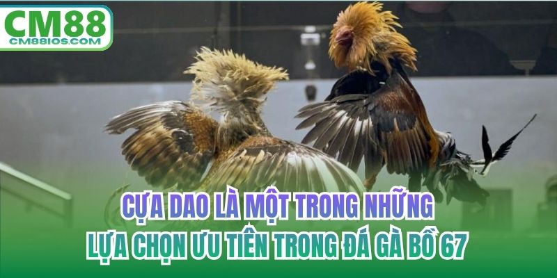 Cựa dao là một trong những lựa chọn ưu tiên trong đá gà bồ 67