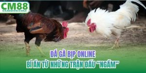 Đá gà bịp online