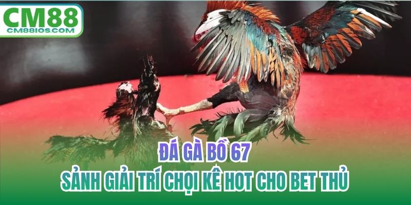 đá gà bồ 67