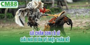 gà chân son là gì