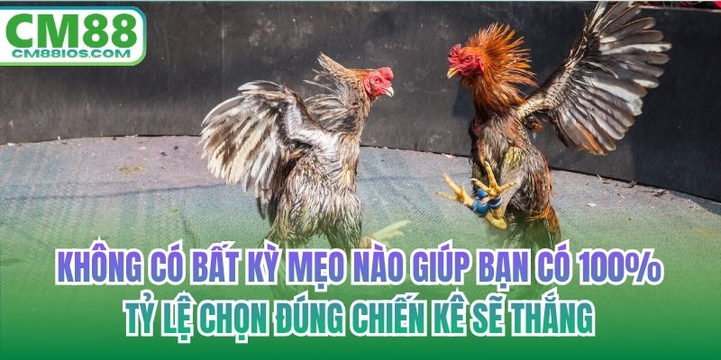 Không có bất kỳ mẹo nào giúp bạn có 100% tỷ lệ chọn đúng chiến kê sẽ thắng