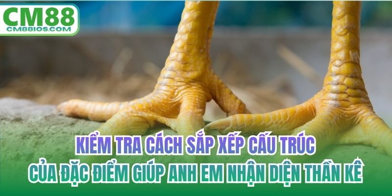 Kiểm tra cách sắp xếp cấu trúc của đặc điểm giúp anh em nhận diện thần kê