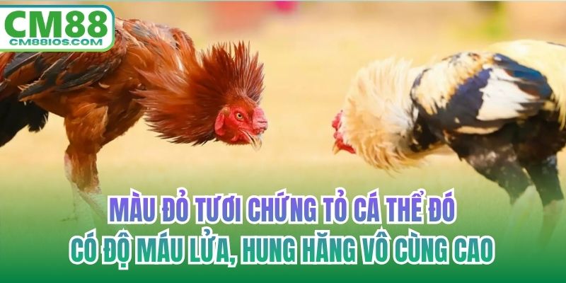 Màu đỏ tươi chứng tỏ cá thể đó có độ máu lửa, hung hăng vô cùng cao