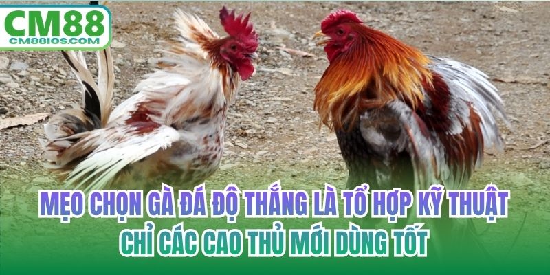 Mẹo chọn gà đá độ thắng là tổ hợp kỹ thuật chỉ các cao thủ mới dùng tốt