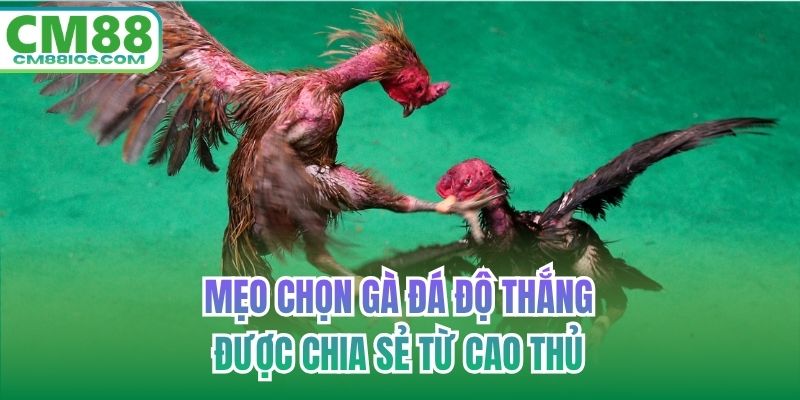 mẹo chọn gà đá độ thắng