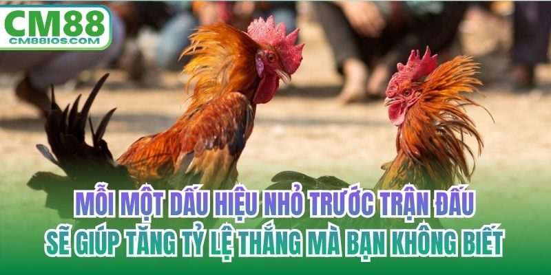 Mỗi một dấu hiệu nhỏ trước trận đấu sẽ giúp tăng tỷ lệ thắng mà bạn không biết