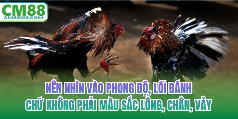 Nên nhìn vào phong độ, lối đánh chứ không phải màu sắc lông, chân, vảy