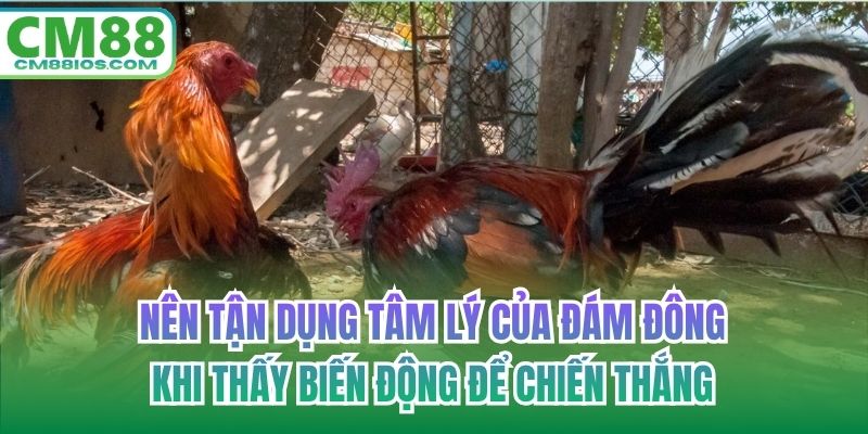 Nên tận dụng tâm lý của đám đông khi thấy biến động để chiến thắng