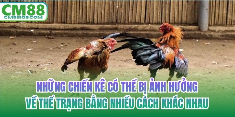 Những chiến kê có thể bị ảnh hưởng về thể trạng bằng nhiều cách khác nhau