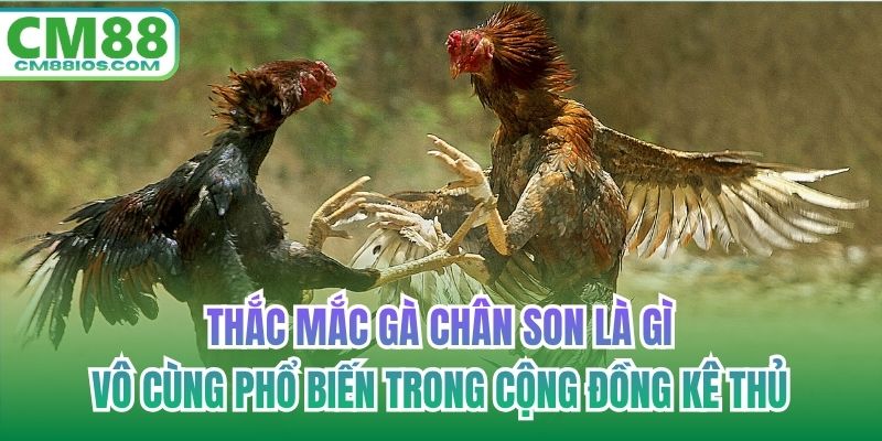 Thắc mắc gà chân son là gì vô cùng phổ biến trong cộng đồng kê thủ