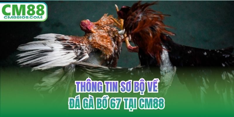 Thông tin sơ bộ về đá gà bồ 67 tại CM88